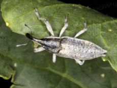 Фрачник-седоватый_имаго